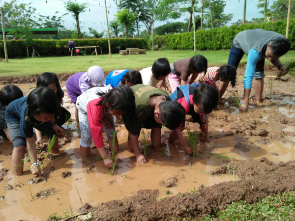 Pengalaman menanam padi tanpa harus pergi jauh ke desa. (Scientiasquarepark.com)