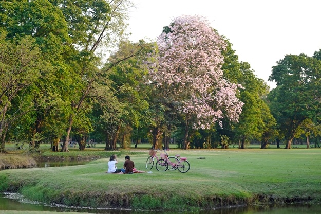 park in bangkok city or suan jatujak