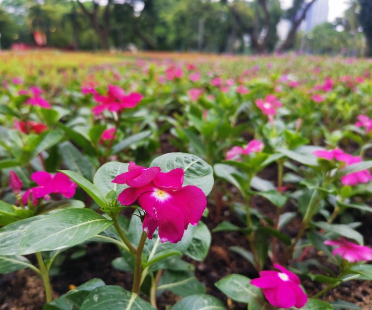 สวà¸à¸à¸à¸à¹à¸¡à¹ ลุมà¸à¸´à¸à¸µ