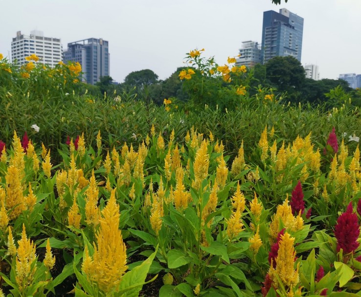 สวà¸à¸à¸à¸à¹à¸¡à¹ ลุมà¸à¸´à¸à¸µ