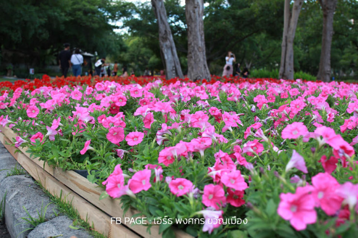 à¸à¸²à¸à¸à¸£à¸£à¸à¹à¸¡à¹à¸à¸²à¸¡à¸­à¸£à¹à¸²à¸¡ à¸ªà¸§à¸à¸«à¸¥à¸§à¸ à¸£.9