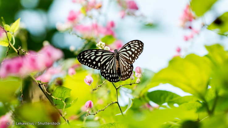 butterfly-park-kuala-lumpur.jpg
