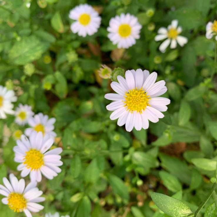 สวà¸à¸à¸±à¸à¹à¸à¸à¸¥à¸²à¸ 'à¸à¸£à¸°à¸£à¸²à¸¡ 9'