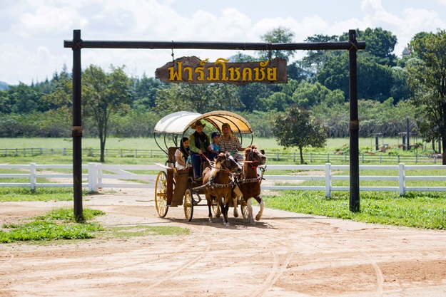 chokchai farm korat
