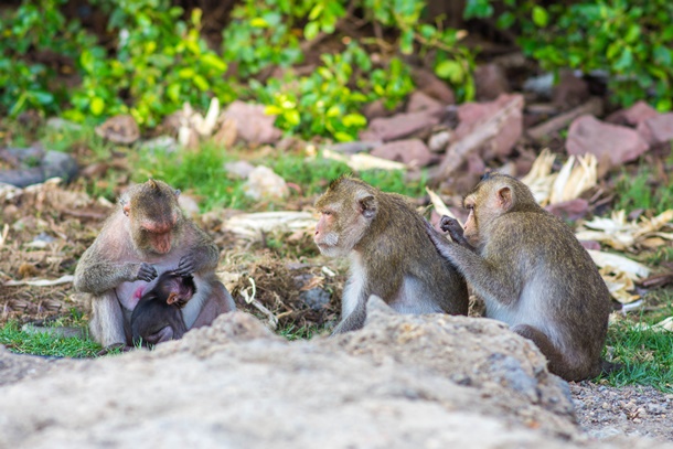 à¸à¸¡à¸¥à¸´à¸à¹à¸à¸¢à¹à¸²à¸ 'à¸à¸²à¸à¸à¸¸à¸à¹à¸à¸µà¸¢à¸'