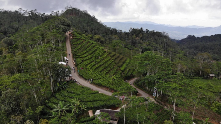 Cara Menuju Kebun Teh Nglinggo