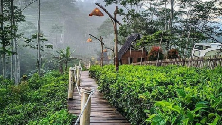 Harga Tiket Kebun Teh Nglinggo