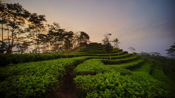 Pesona Kebun Teh Nglinggo