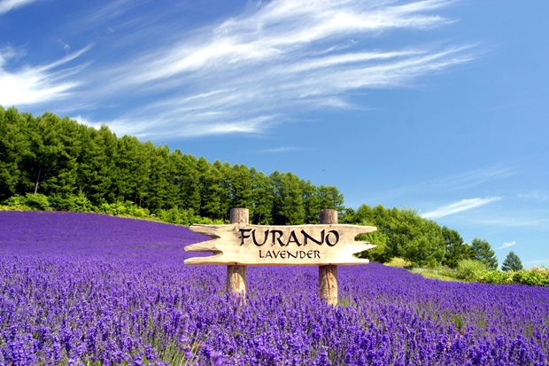 Furano Lavender