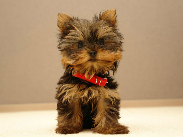 yorkshire-terrier