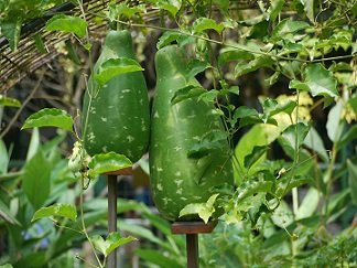 Gourds
