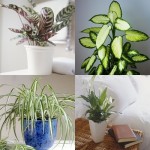 low-light-plants