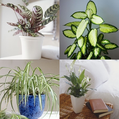 low-light-plants