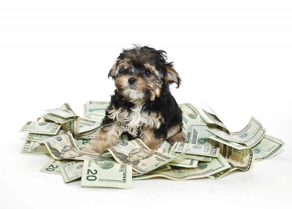 dog-and-money