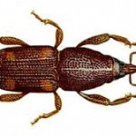 กำจัด “มอด” ก่อนจะ “วอดวาย”