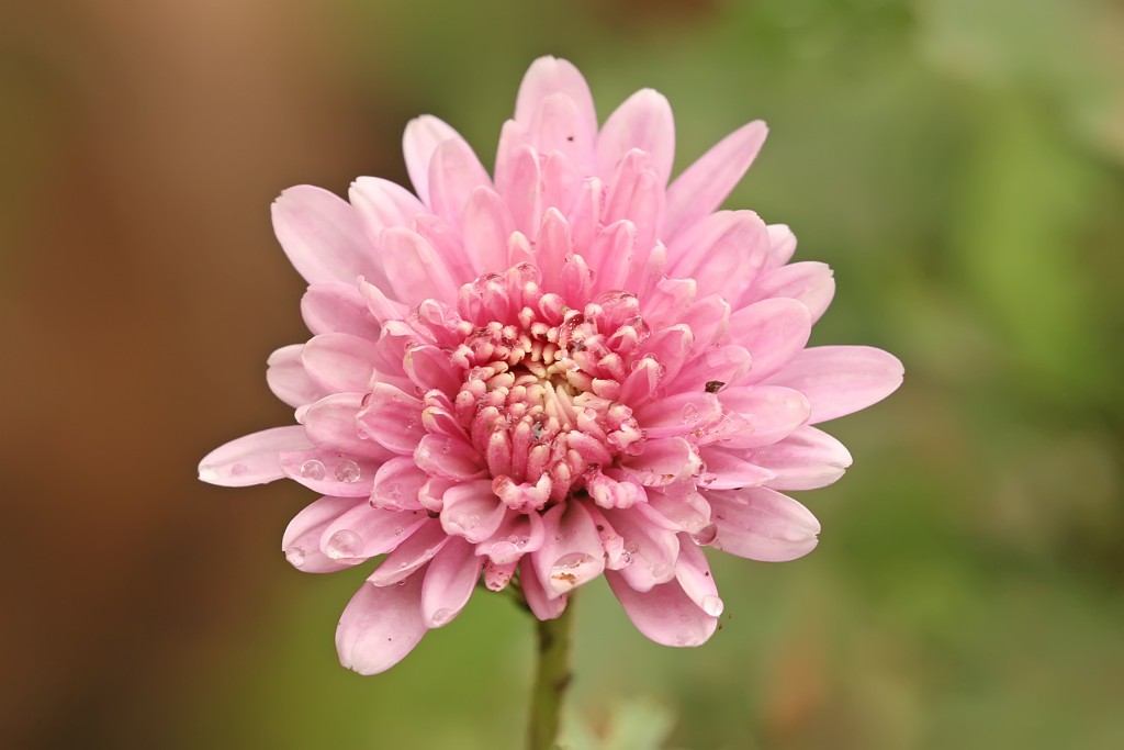 Chrysanthemum_sp