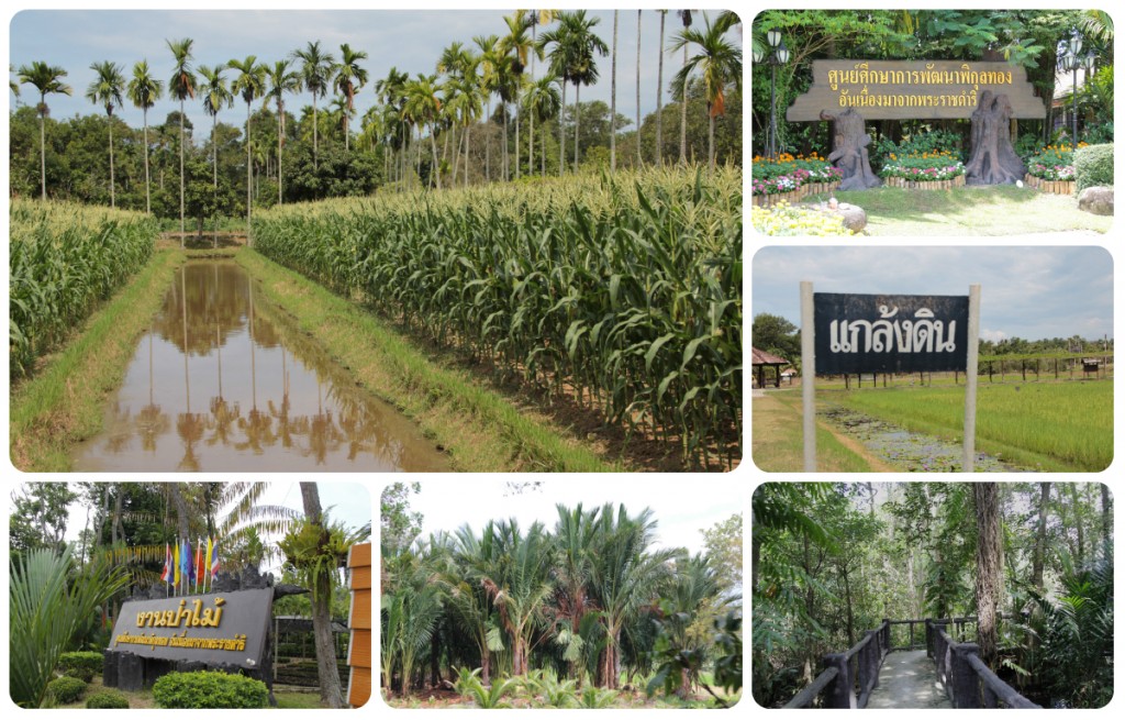 pikunthong