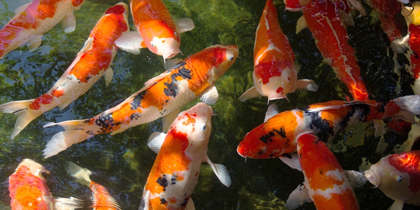 koi fish swimming