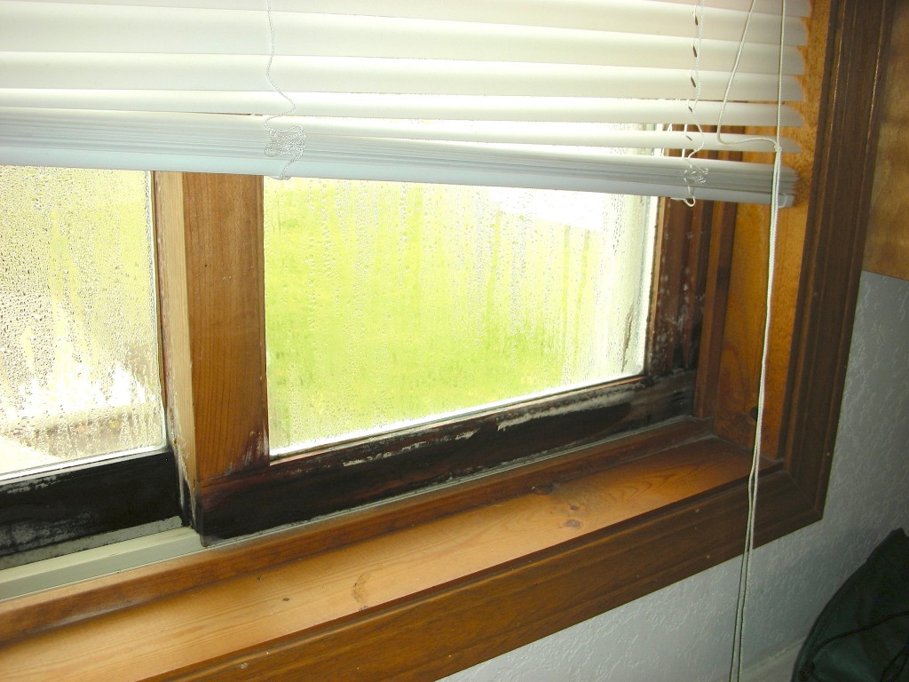 Damp window behind blinds - Steve Easley_0
