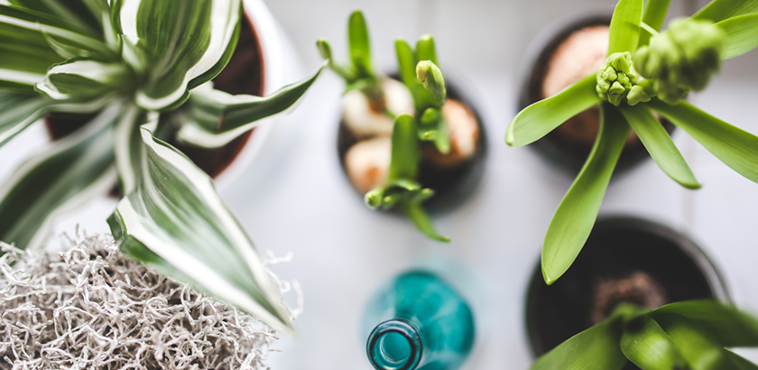 House plants