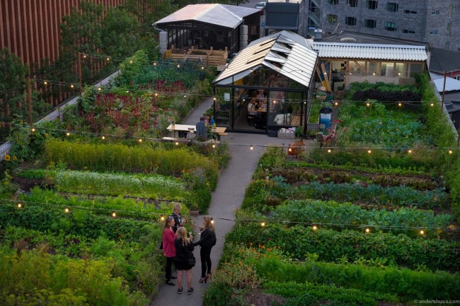 stedsans-at-ostergro-rooftop-clean-simple-local-urban-farm-copenhagen-denmark-scandinavia-restaurant-review-food-foodie-eat-eating-dine-dining-best-tips-guide-travel-