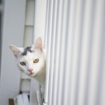 5 วิธีป้องกันเจ้าเหมียวเข้าบ้าน