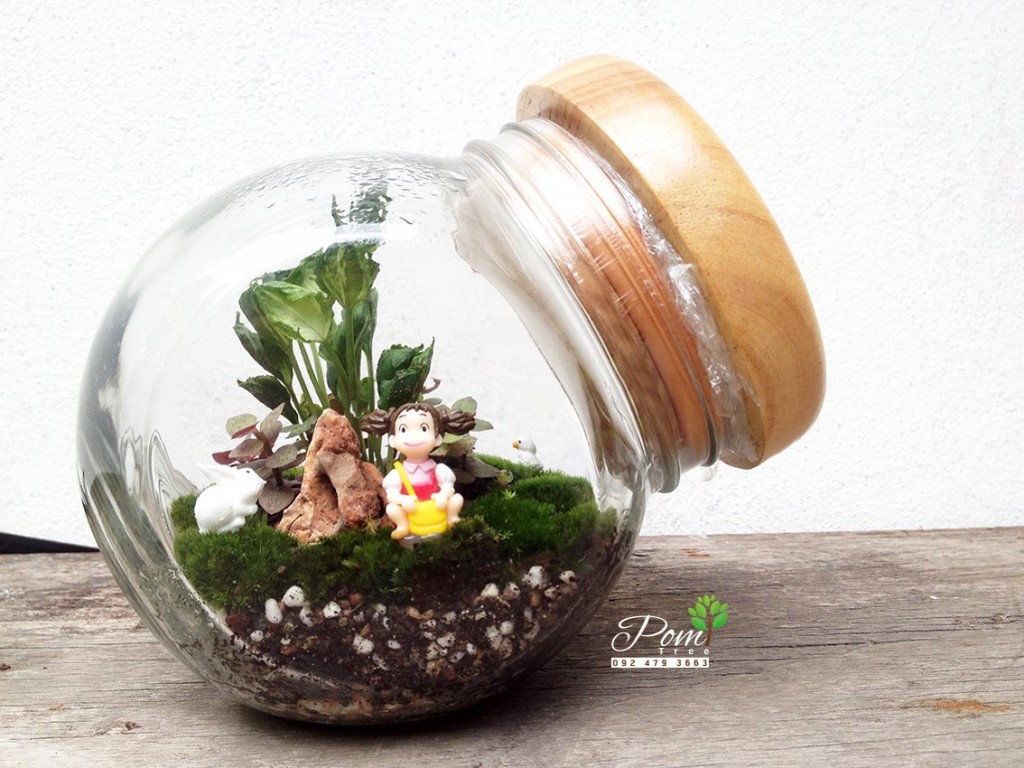 Pom tree ร้านจำหน่ายต้นไม้ บอนไซทรงสวย ๆ กระบองเพชร สวนถาด ไม้จิ๋ว และรับจัดสวนถาด สวนในโหลแก้ว 