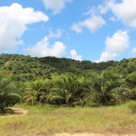 Gov’t Mulling to Give Power to Land Admin to Sell Hereditary Land