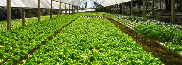 Organic Farm