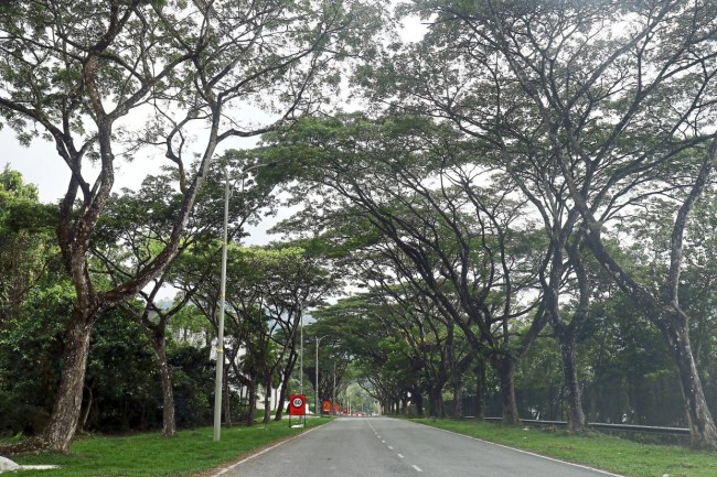 Road Expansion Project: Developer To Plant Twice As Many Trees