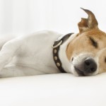 Local mixed-breed dogs up to 55cm tall with no weight limit, can be rehomed to HDB flats under Project Adore, the Animal & Veterinary Service (AVS)