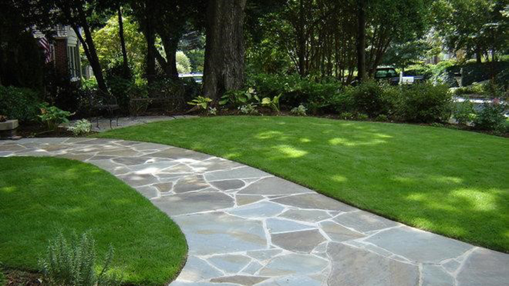 Rumput Zoysia