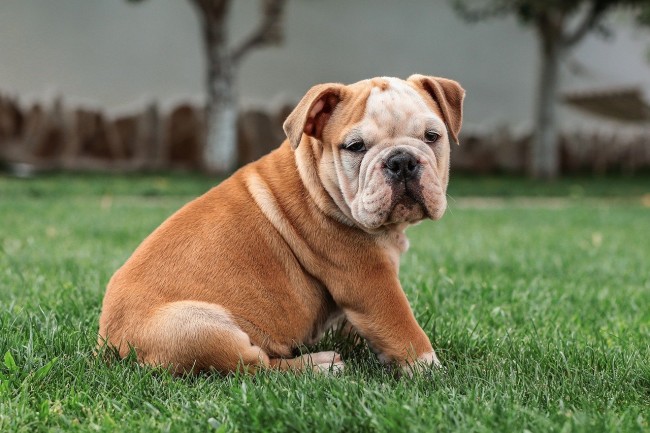 Ide Halaman Belakang Yang Nyaman Untuk Anjing Anda Rumah Dan Gaya Hidup Rumah Com ide halaman belakang yang nyaman untuk