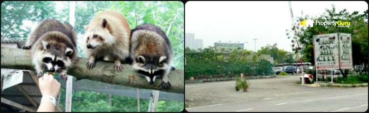 Left: Some of the activities awaiting visitors in Farm in the City, a petting zoo. It is very popular with tourists and schools as children come by the busloads on school excursions . Right: The entrance to Farm in the City. It is located next to Downtown, next to The Atmosphere