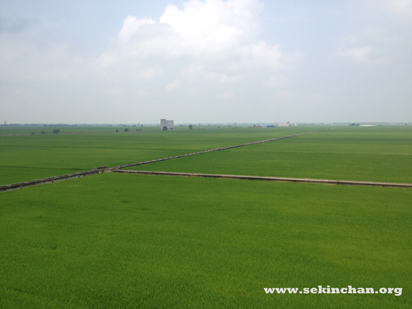 sekinchan-paddy-field-view-a
