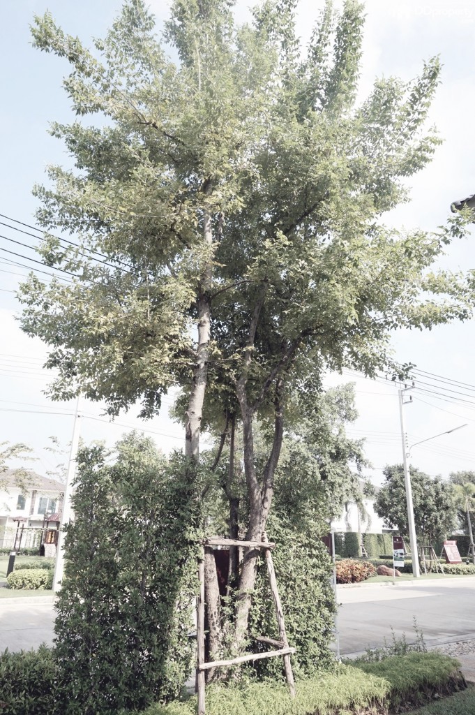 The Balanz_Danube ExThe Balanz_ExteriorDSC04369-010-018