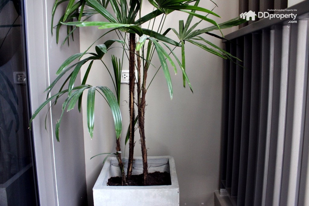 พื้นที่ระเบียงดูออกแบบให้วางเครื่องซักผ้ามีการเดินระบบไฟให้พร้อม 