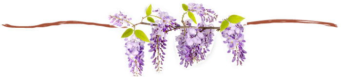 WISTERIA LINE