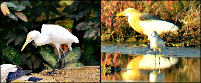 Left: Burung Puchong by Aman’s Burung Puchong and Right: Burung Puchong Jawa by Wikiwand