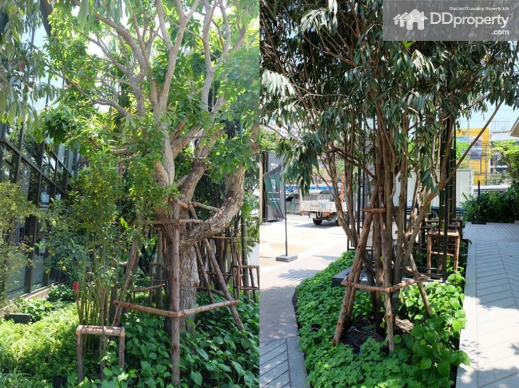 ต้นพลูที่เป็นสัญลักษณ์ของย่านนี้ก็ถูกนำมาปลูกประดับในโครงการเช่นกัน