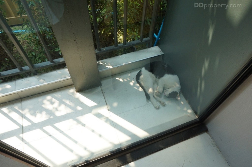 Brix Charan 64DSC07099-091