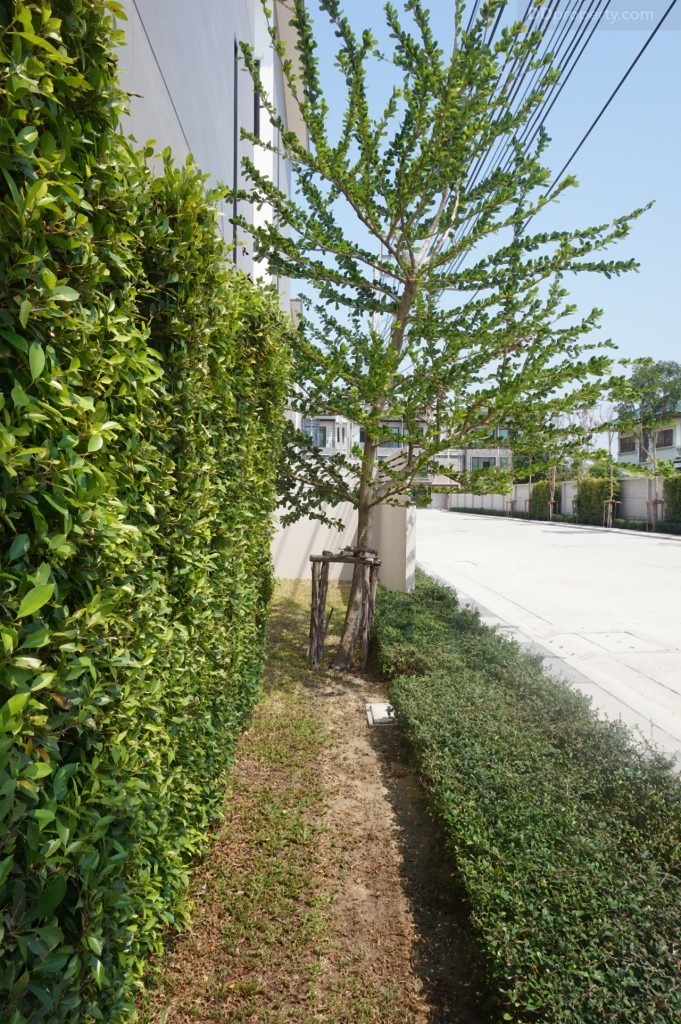 Pieamsuk Pinklao KanjanapisekDSC08092-006