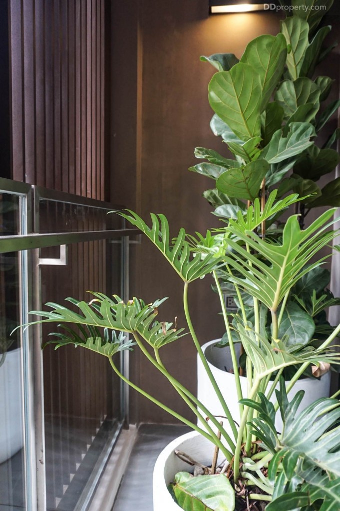 The Line Pahol - Pradipat - 1DM 33.5032 DSC01964-036