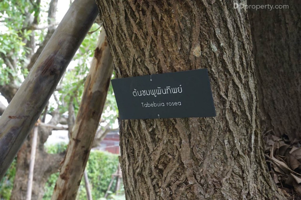 The Line Pahol - Pradipat - Project12 DSC02084-013