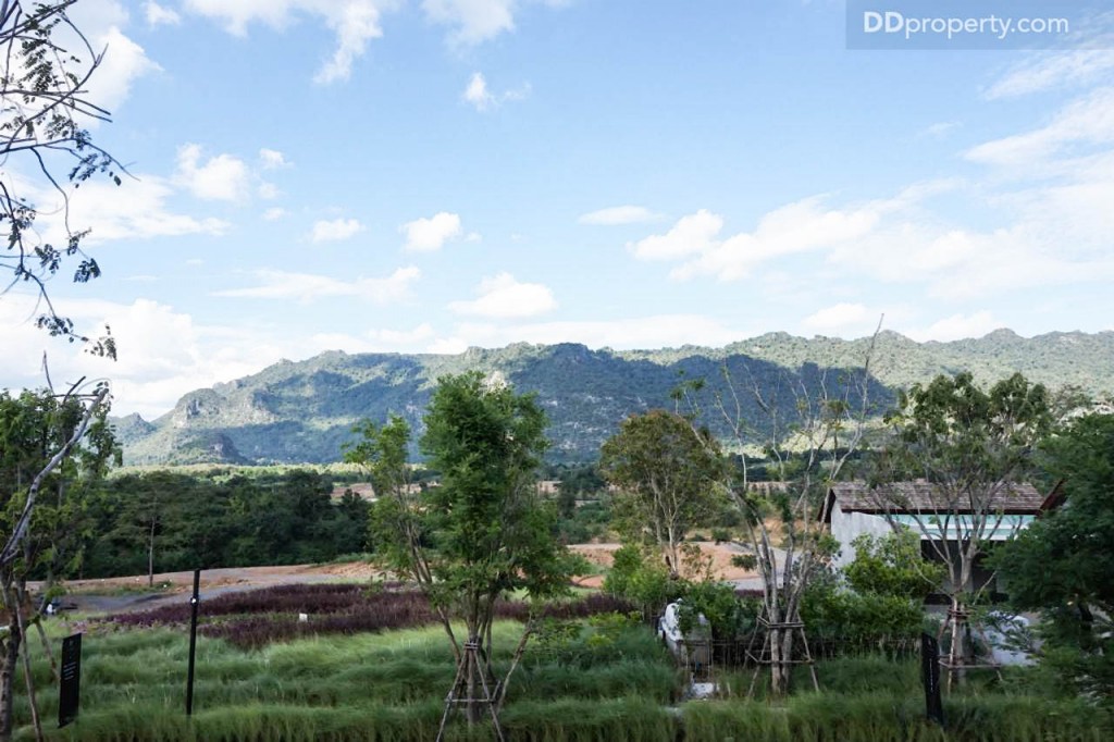 Thyme Kaoyai - Prann31.6 DSC02686-051