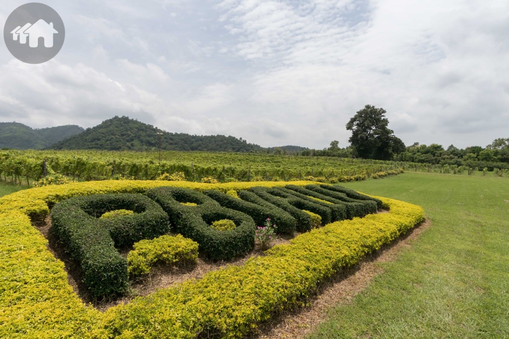 Pirom at Vineyard_009e