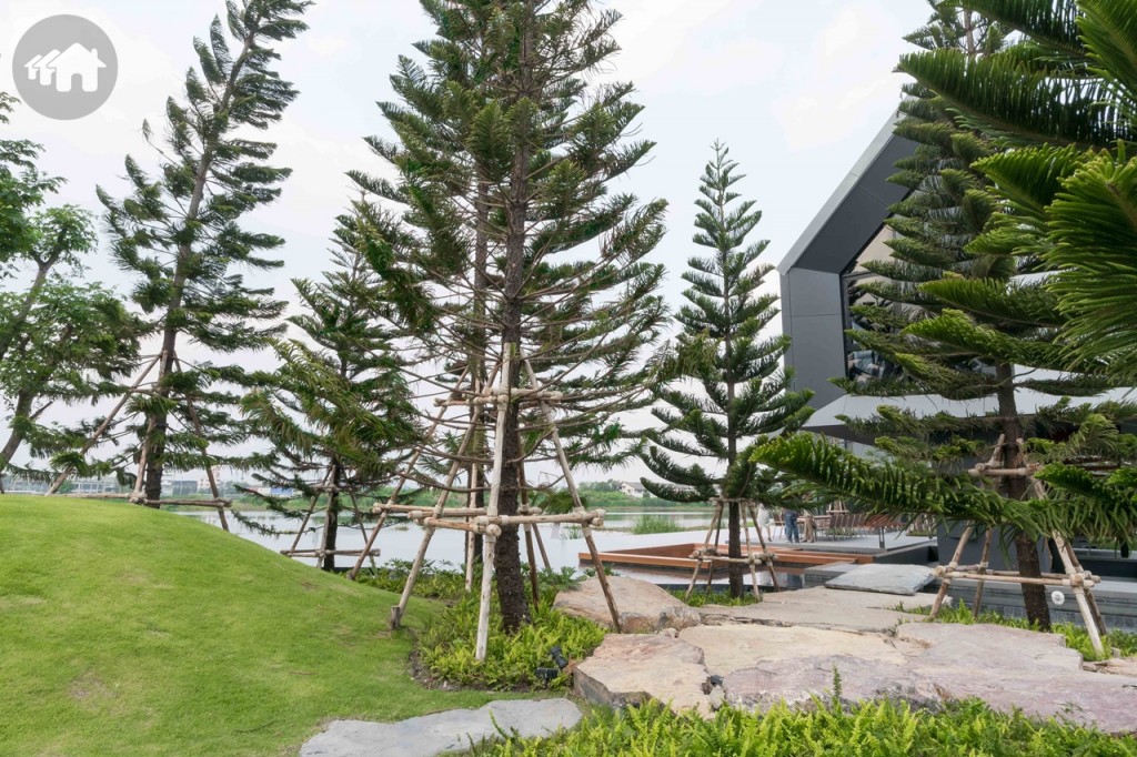 สวนสาธารณะ และสนามเด็กเล่นภายใต้ต้นสนฉัตร 