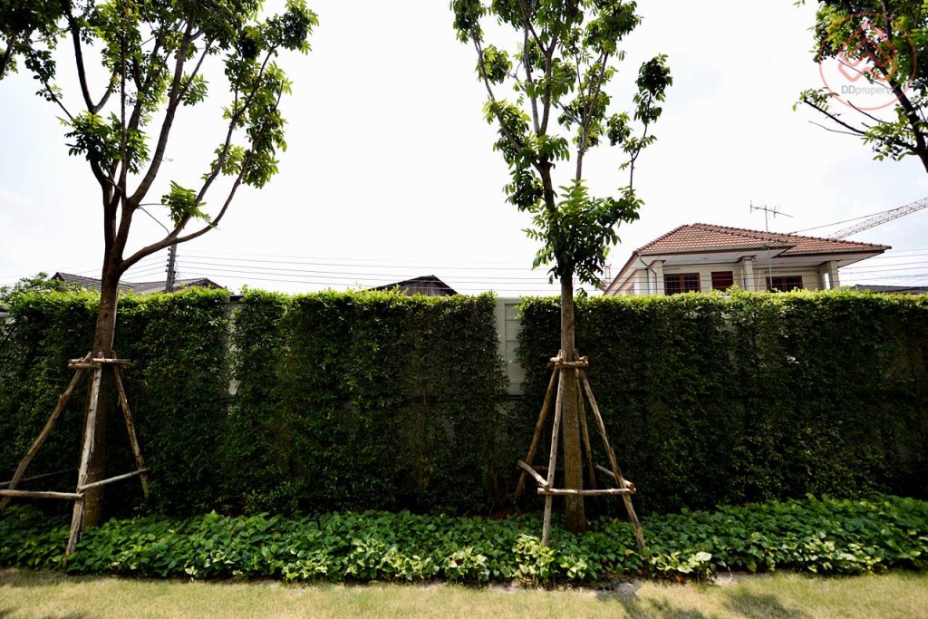 icondo serithai  (76)