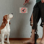 pets at home, pets, pet