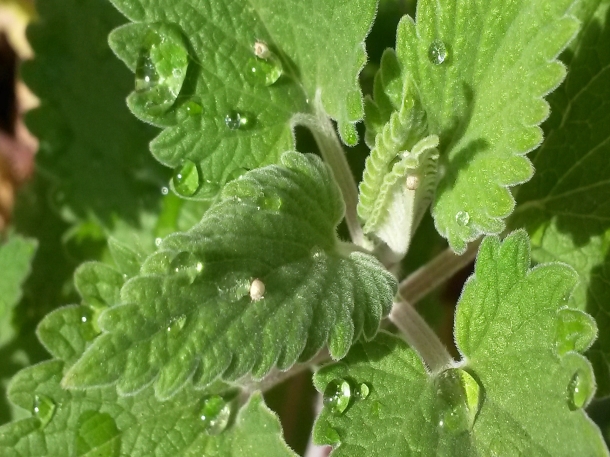 Catnip dapat membantu mengusir nyamuk dari jarak dekat. (Foto: Pixabay)